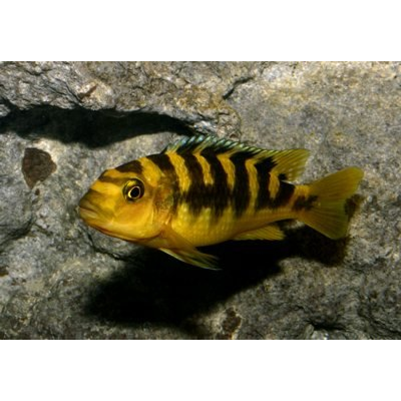 Pseudotropheus Crabro 6-7cm